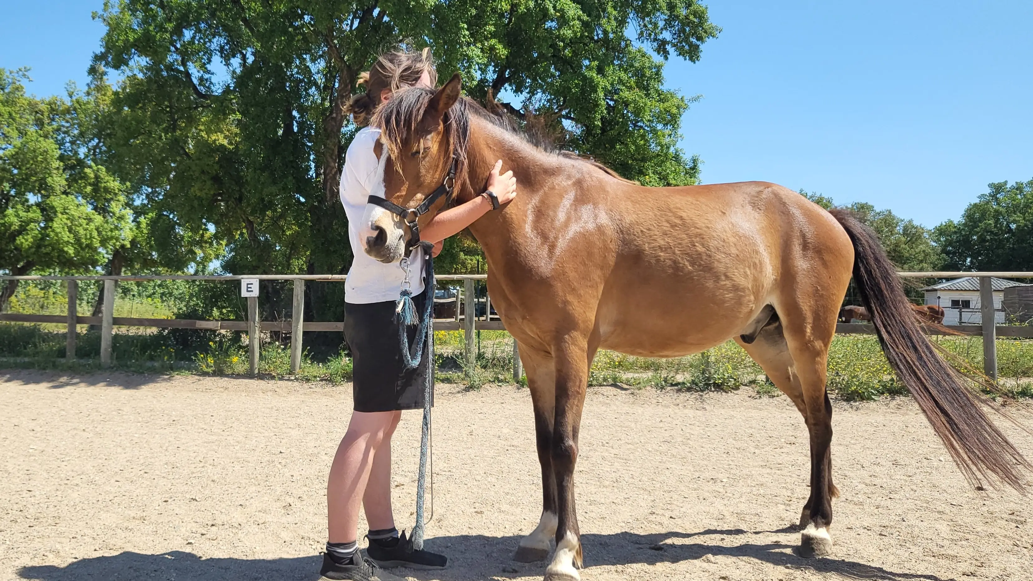 hero banner montrant une personne qui fait un câlin à son poney bai, le poney est relaxé et ferme les yeux
