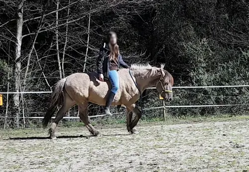 cheval souris konik polski monté sans selle par une jeune personne, marchant au pas en cordelette
