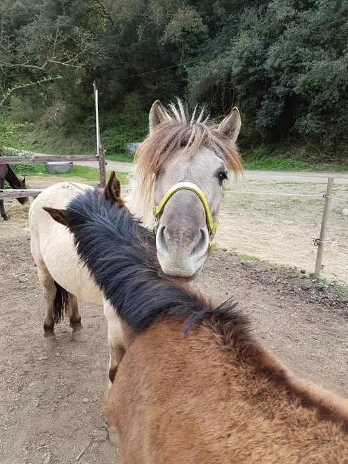cheval qui regarde la caméra pendant qu'un poulain lui mordille l'avant-main
