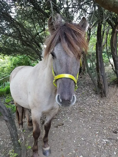 cheval konik polski souris regardant la caméra de manière intéréssée, il porte un licol jaune
