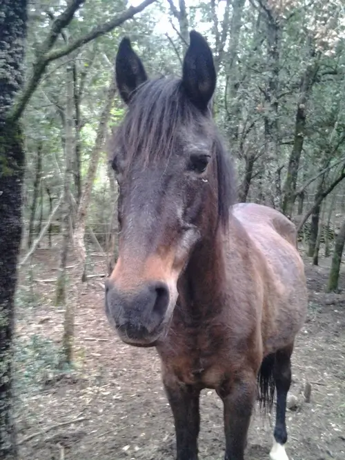 ponette bai foncé regardant derrière la caméra