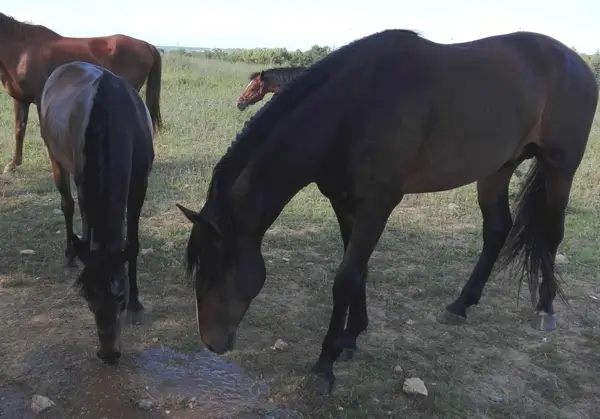 ponette bai brulé et étalon bai brulé qui s'abreuvent dans un petit courant d'eau, entourés d'un troupeau
