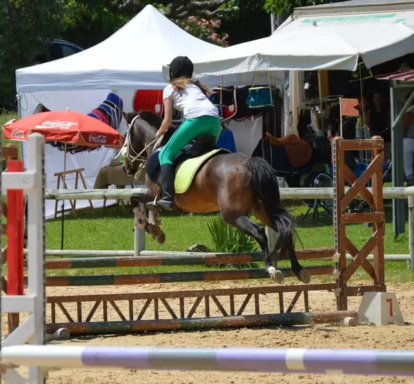 ponette bai foncé monté par une jeune personne, sautant un obstacle vertical marron de 70cm