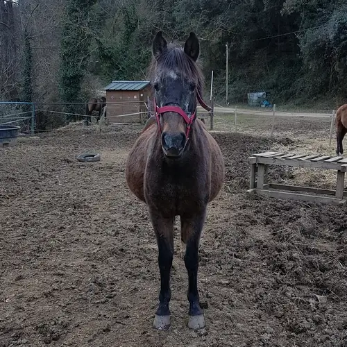 ponette bai brulé qui regarde la caméra. elle a un gros ventre car elle est enceinte