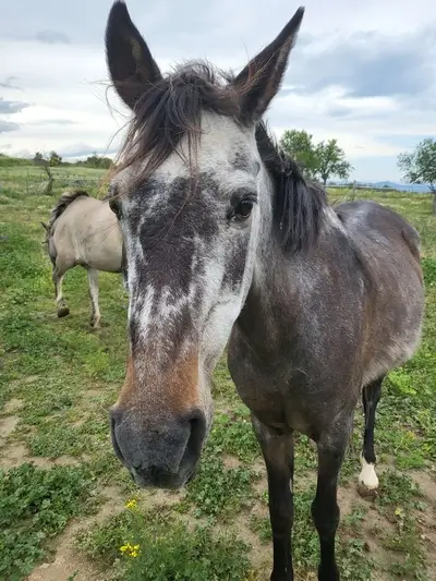 vielle ponette qui regarde la caméra