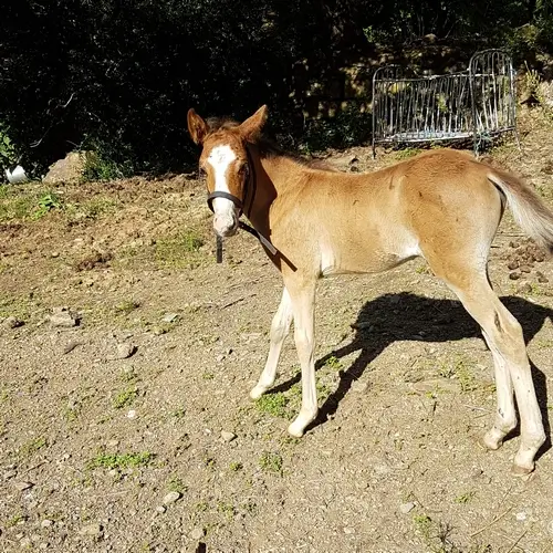poulain bai de 1 mois et demi qui regarde la caméra