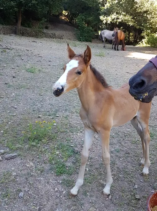 poulain bai de 1 mois regardant derrière la caméra, sa mère mange de l'orge
