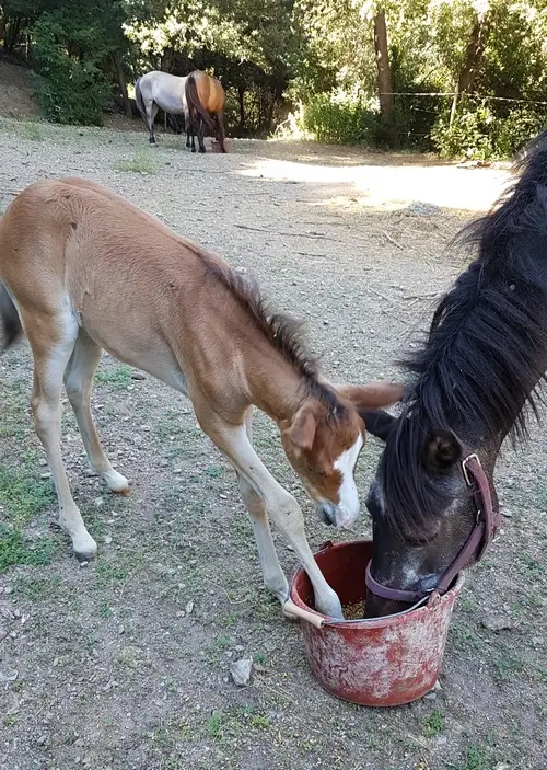 poulain bai de 1 mois posant un antérieur dans un seau d'orge, sa mère mange l'orge