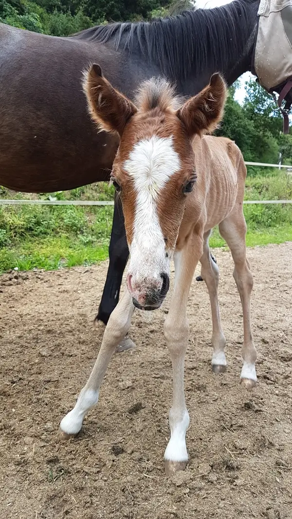 poulain bai de quelques heures regardant la caméra, sa mère est derrière