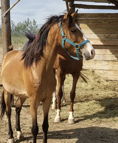 poney bai regardant vers la droite, il se montre fier et porte un licol bleu