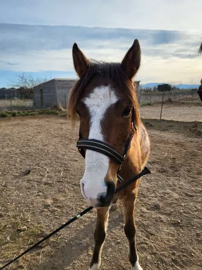 poney bai qui a un stick de dressage dans la bouche
