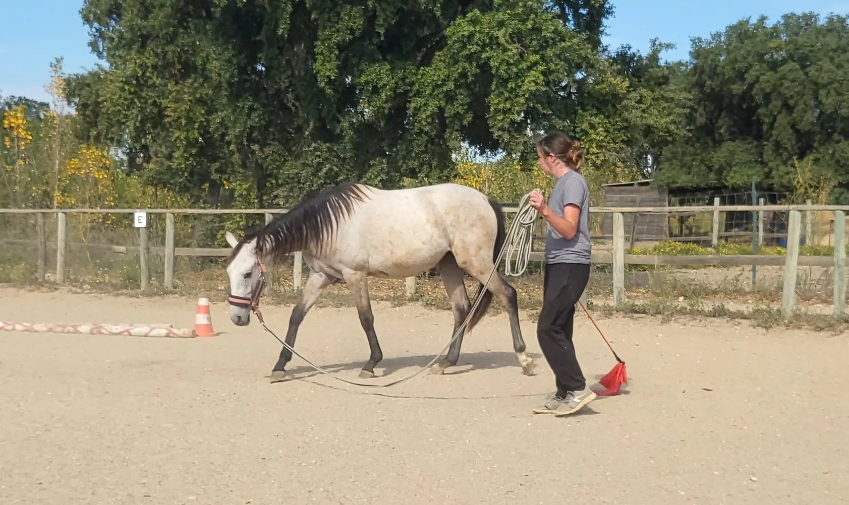 personne qui longe une jeune jument isabelle en extension d'encolure