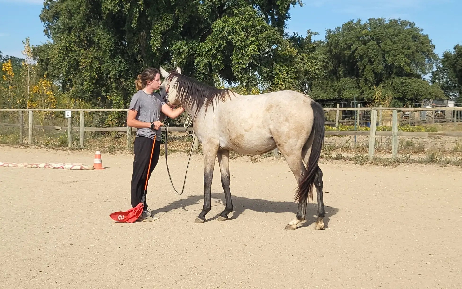 personne qui caline une jeune jument isabelle